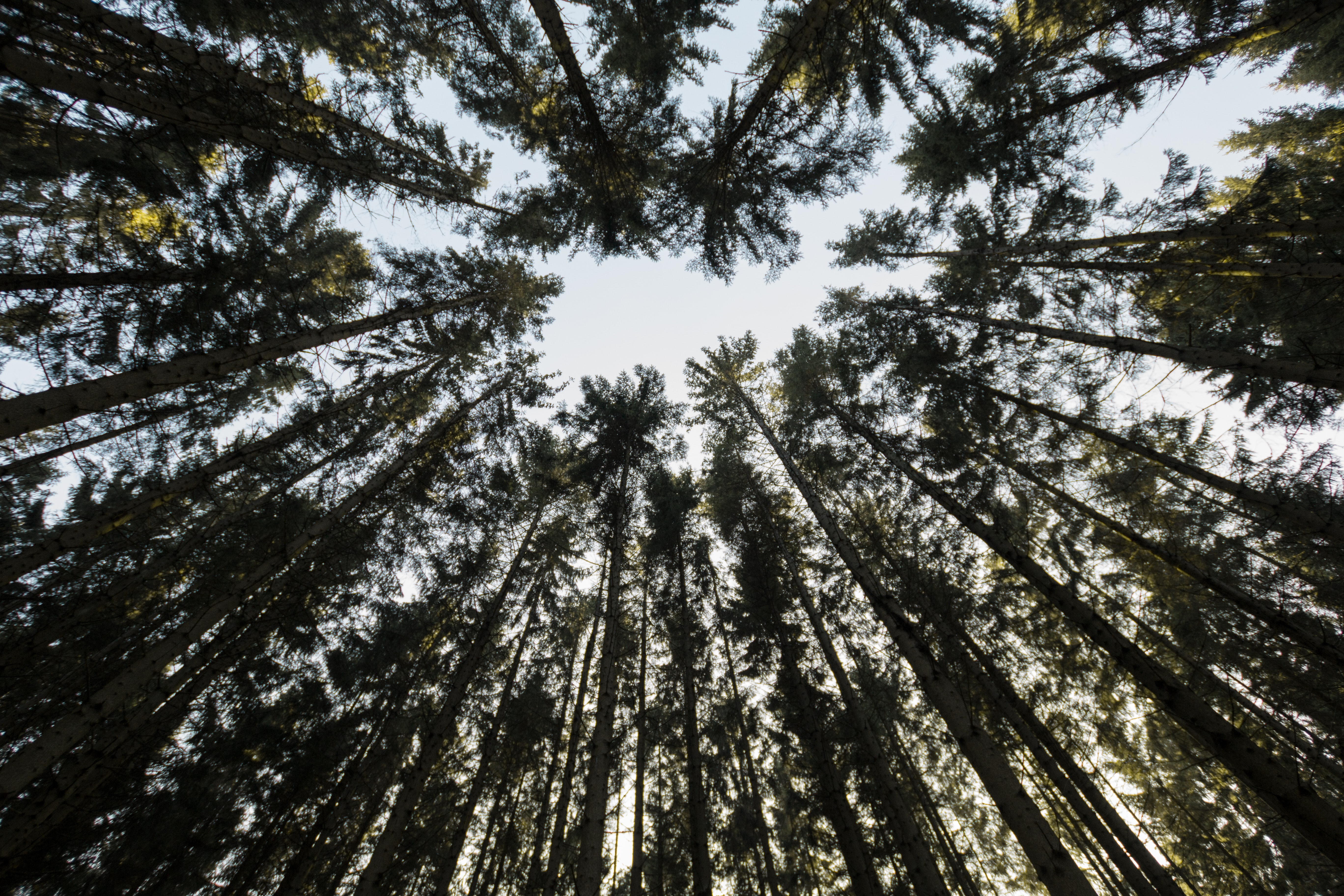 [Looking towards the sky through the trees in a forest in Sweden](https://unsplash.com/photos/Mg1xk9i0yEU). [Joachim Bohlander](https://unsplash.com/@joacimbohlander) on Unsplash. [Unsplash License](https://unsplash.com/license)